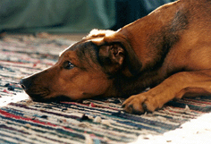 Ex-Tierheim-Hund