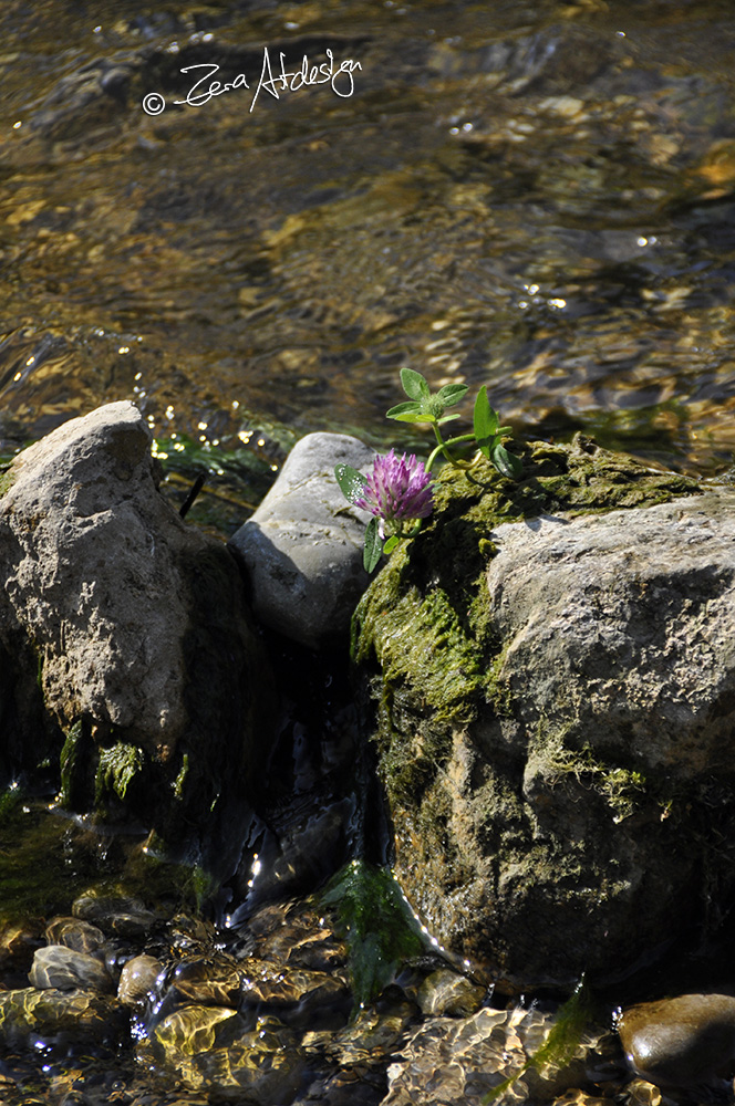 Wasser und Klee