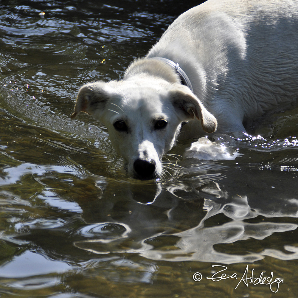 Hund beim Baden