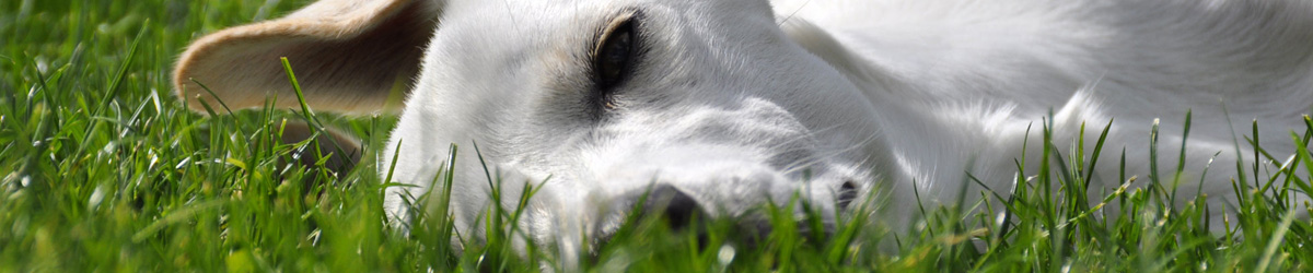 Hund im Gras